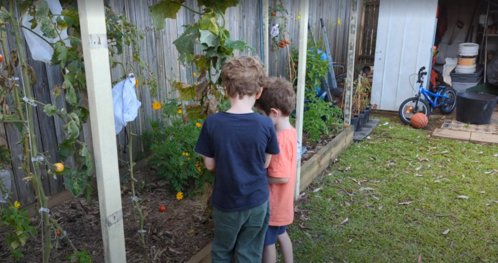 Two small boys shown in the garden, standing in front of some flowers and tomato plants.